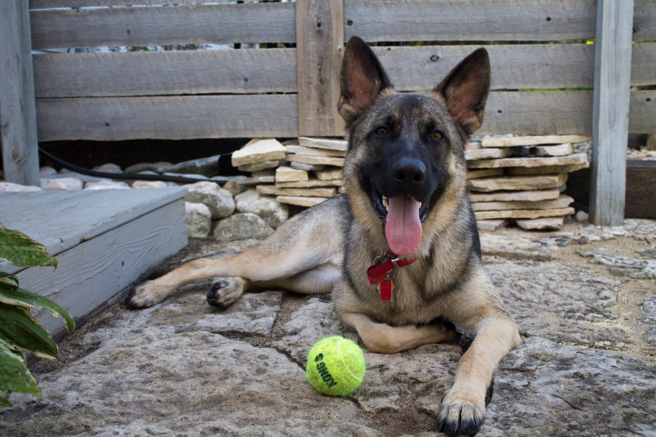 german shepherd dog kong ball smiling good dog