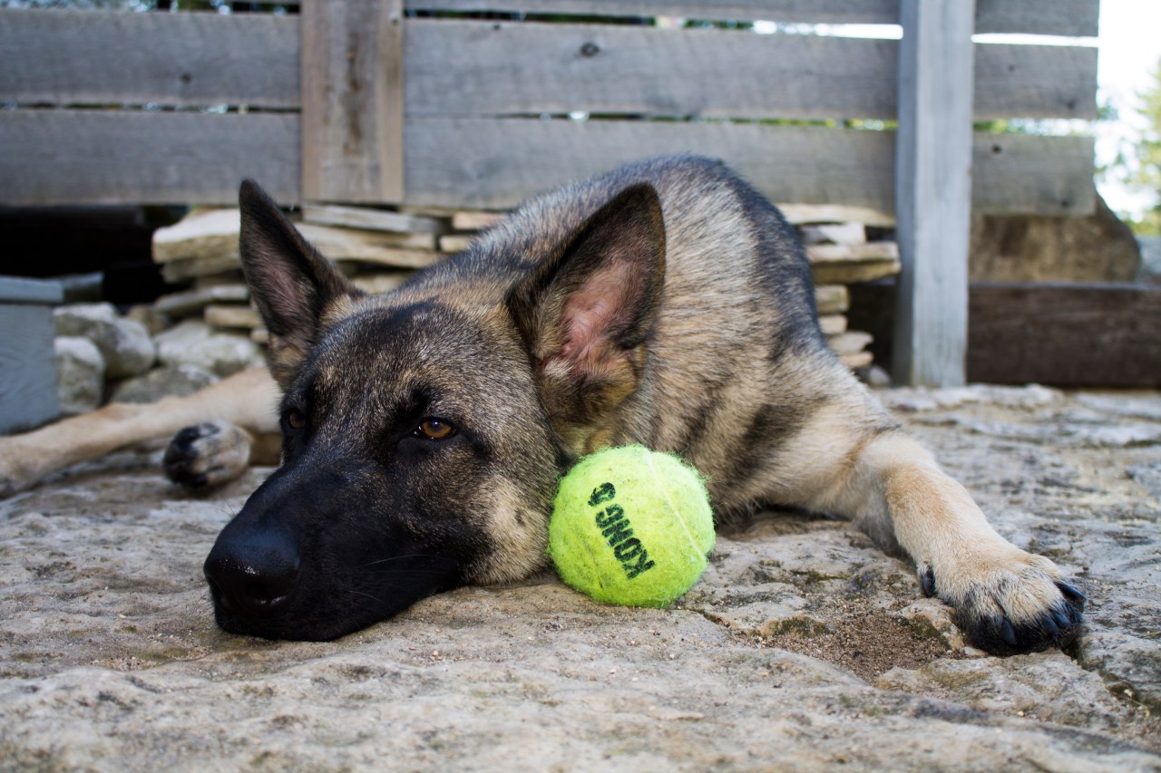 german shepherd dog kong ball tired