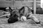 tried german shepherd kong tennis ball