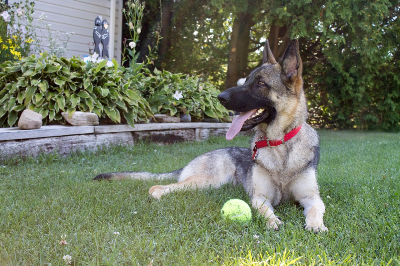 german shepherd dog kong ball tired