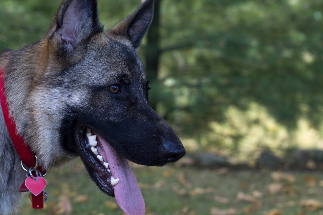 german shepherd dog face