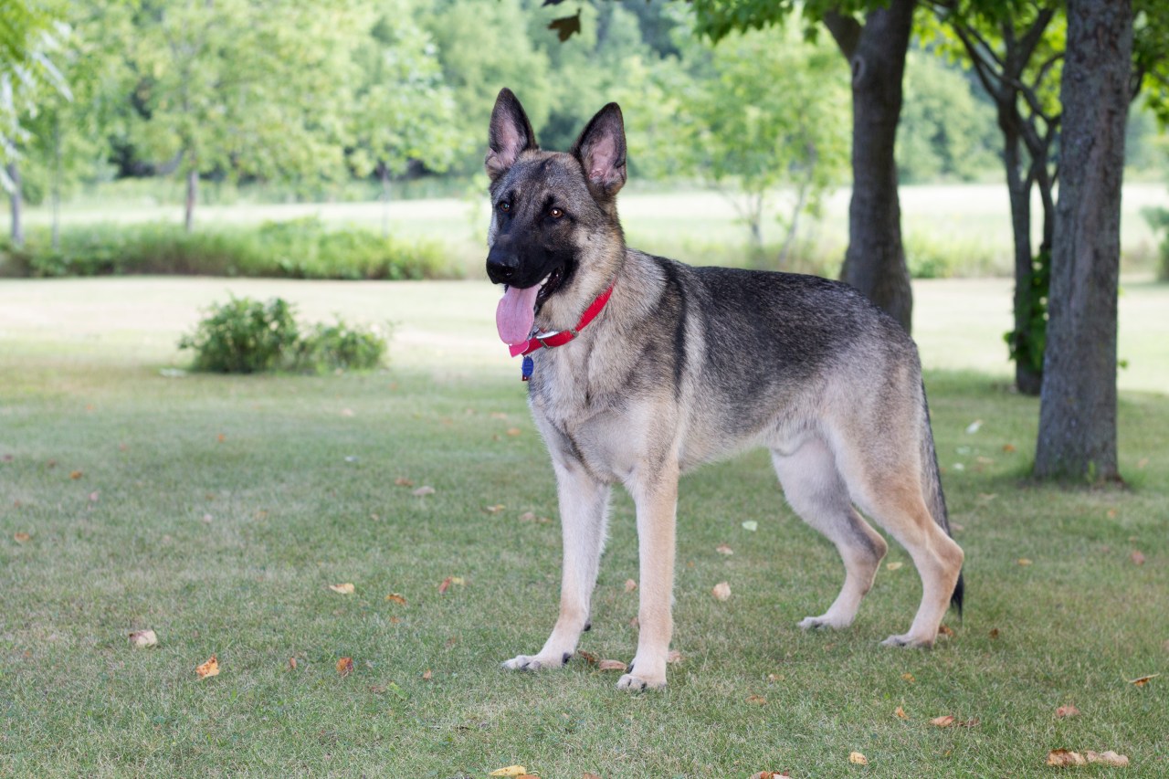 German Shepherd male dog standing