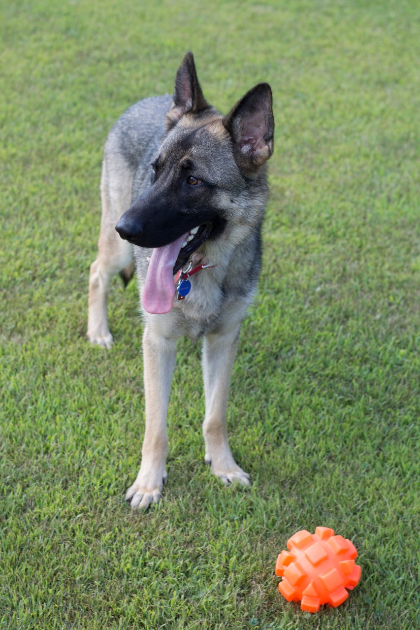 german shepherd dog kong ball