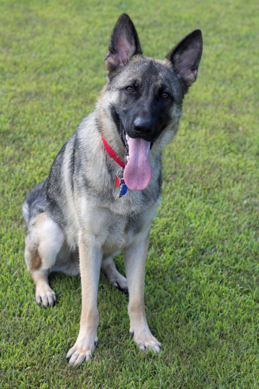 german shepherd dog sitting