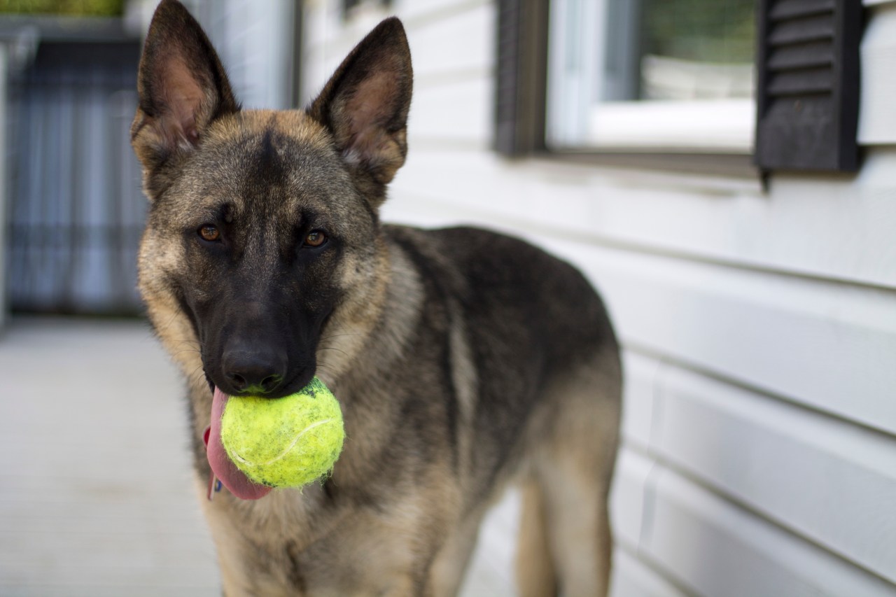 german shepherd dog kong ball staring alpha male