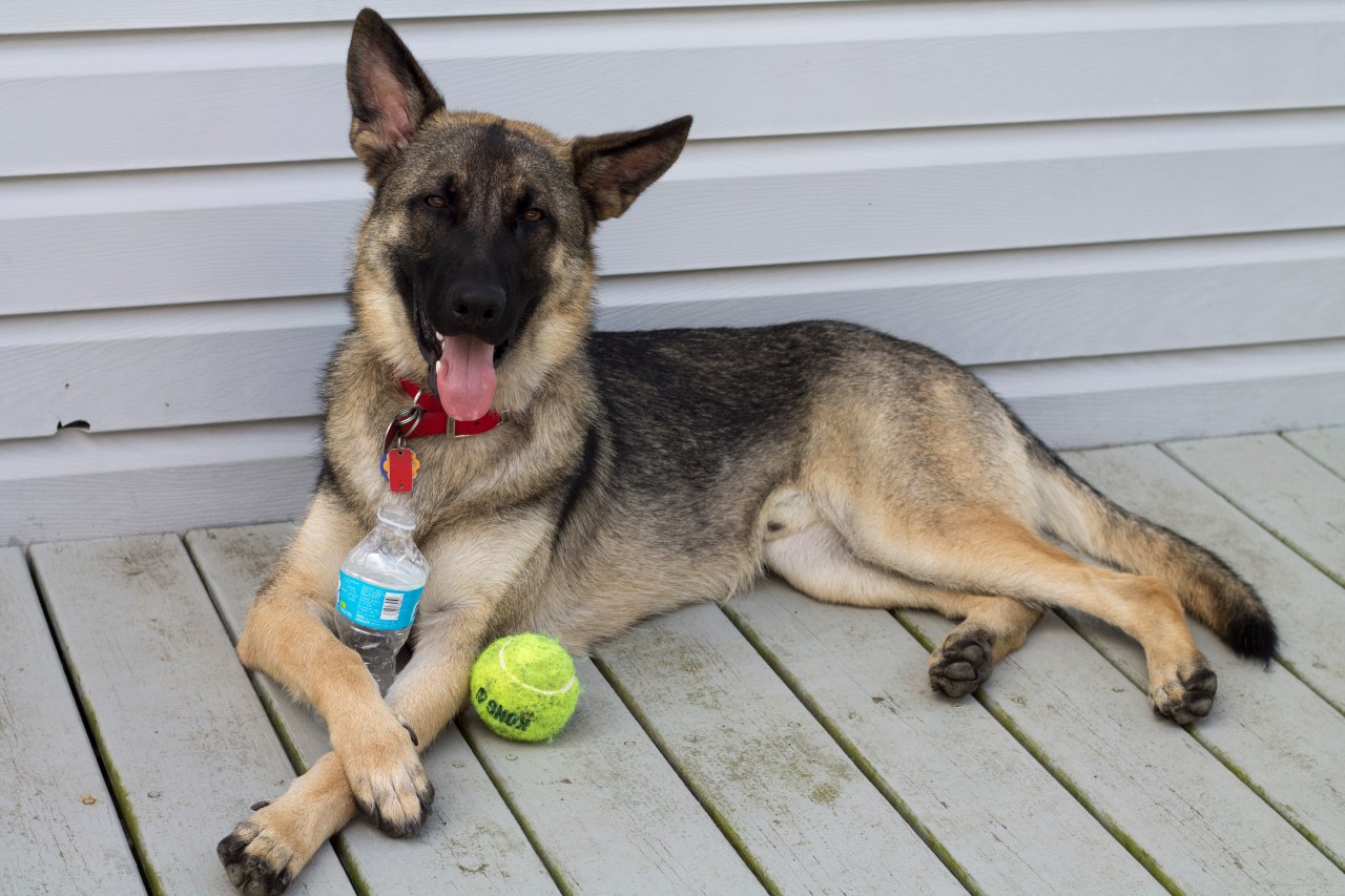 german shepherd dog kong ball tired tennis ball smile tired