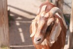 goat, new zoo, evil goat