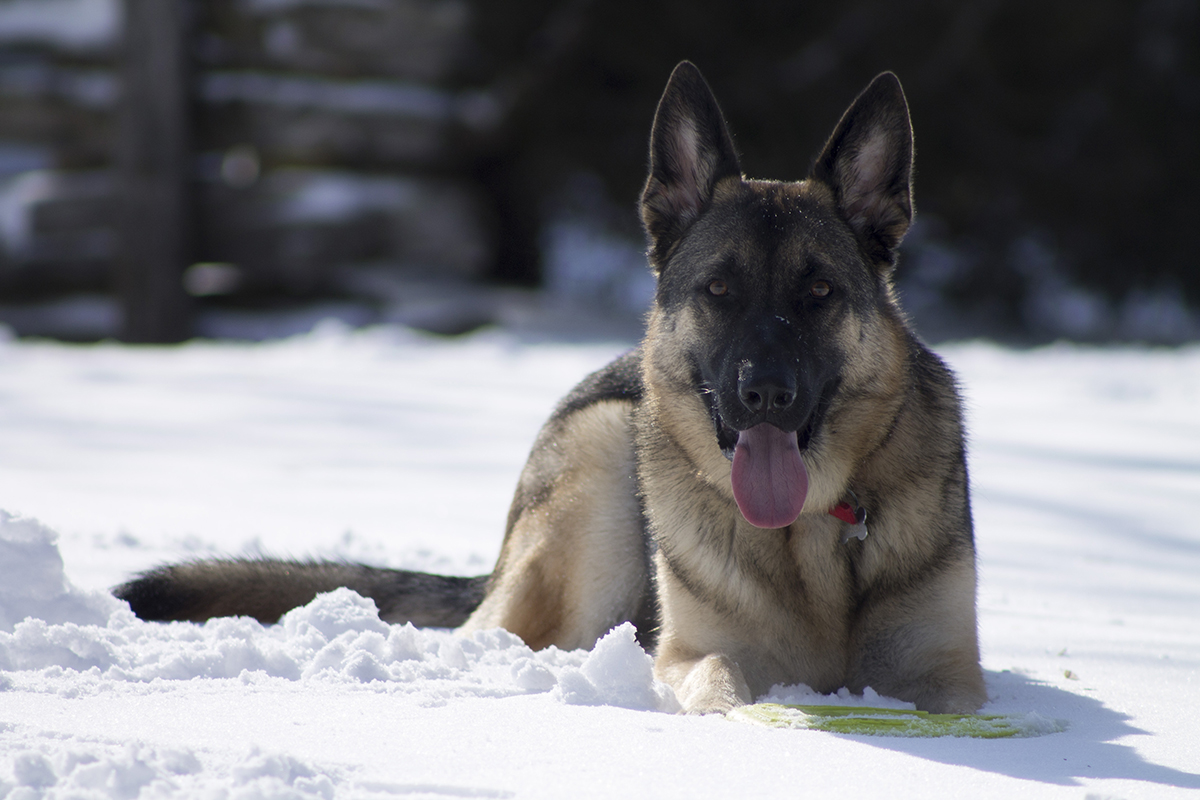 Houdini Loves Snow…and His&nbsp;Frisbee