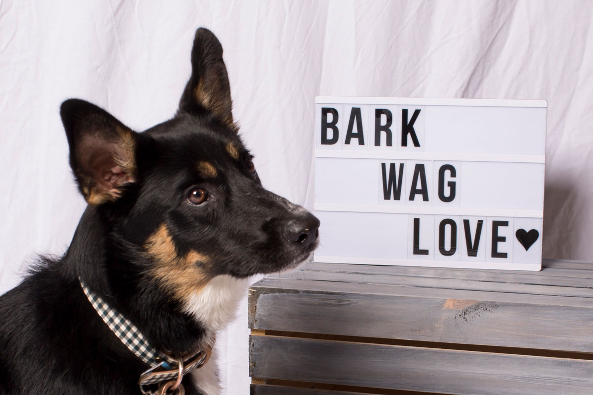 Mit Liebe Pet Expo&nbsp;2018