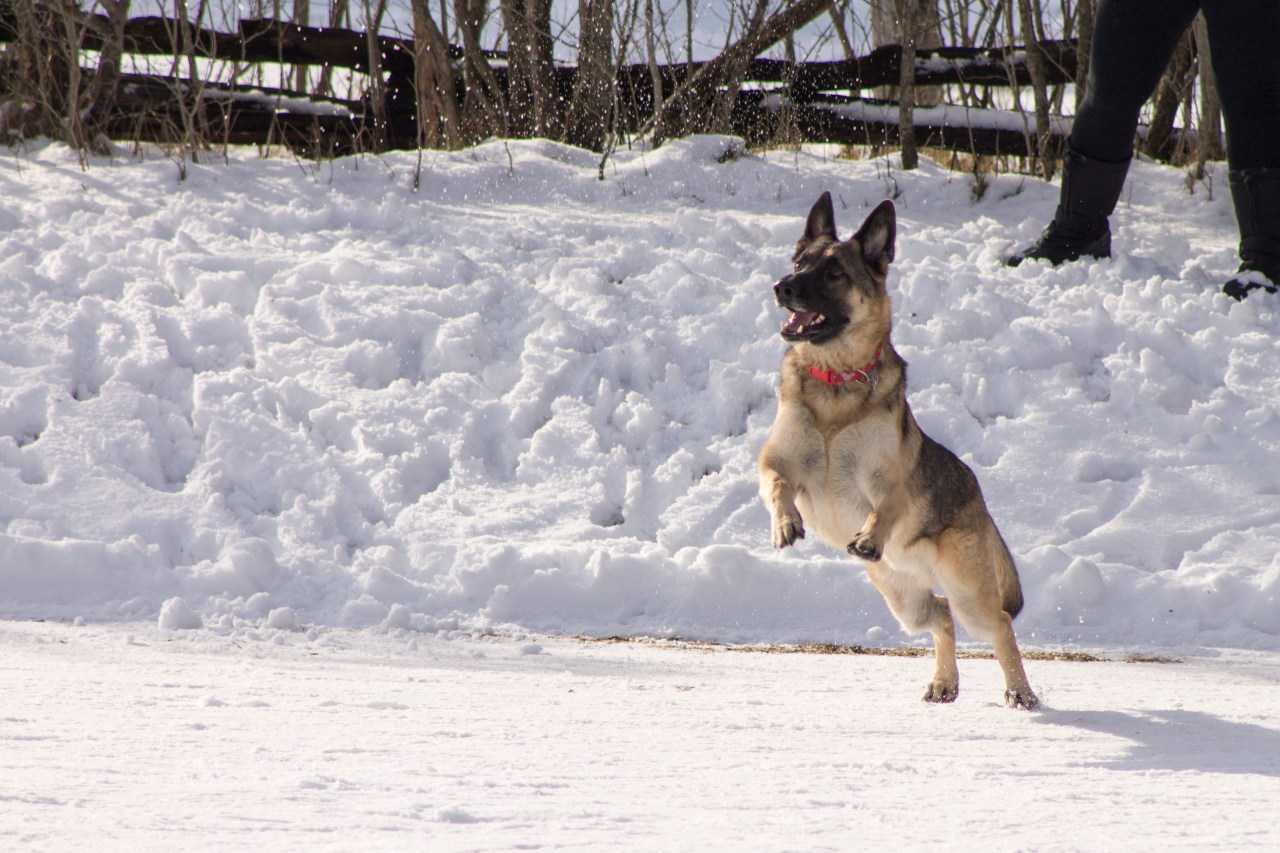 german shepherd jumps, dog, winter, wisconsin