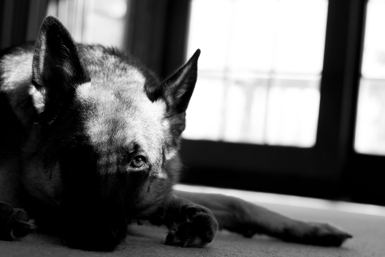 german shepherd, gsd, sunlight