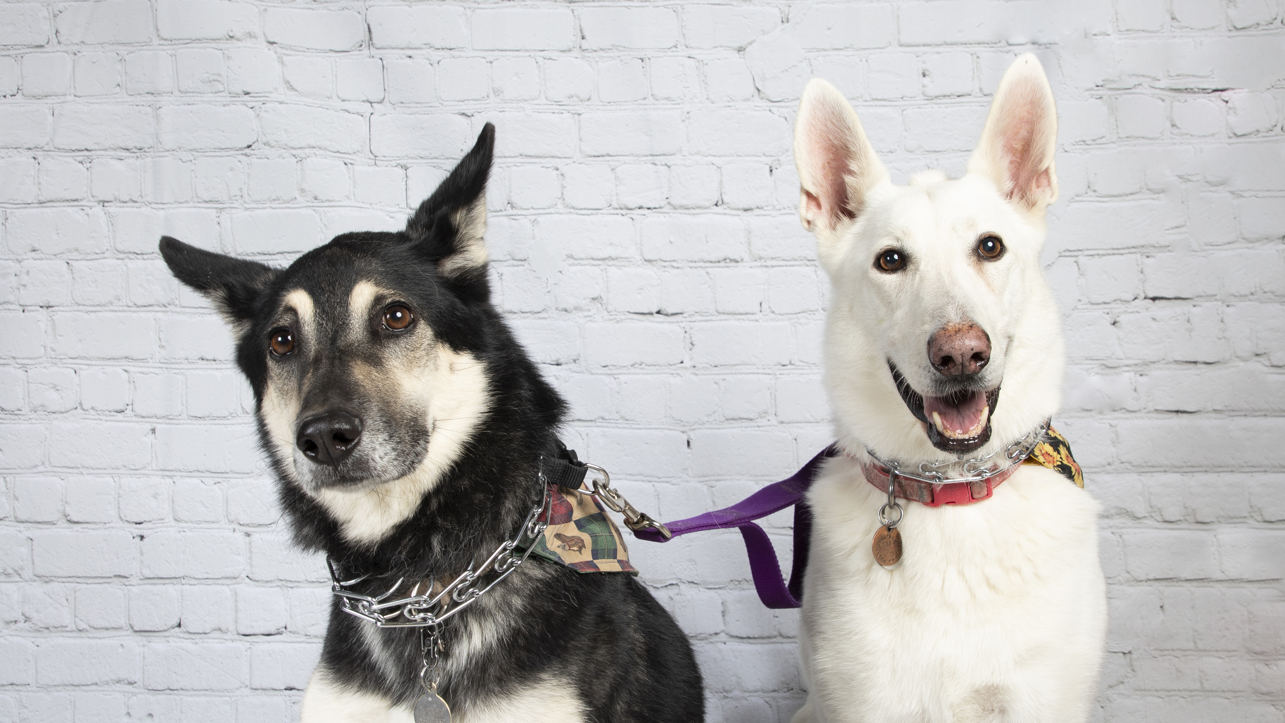 mit liebe german shepherd rescue pet expo photos