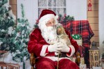 dog with santa